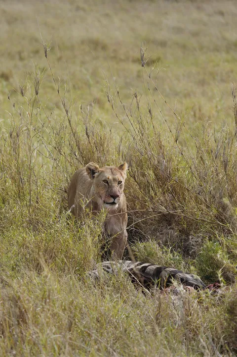 Why October in Tanzania was the best travel decision I’ve ever made (Serengeti &amp; Ngorongoro)