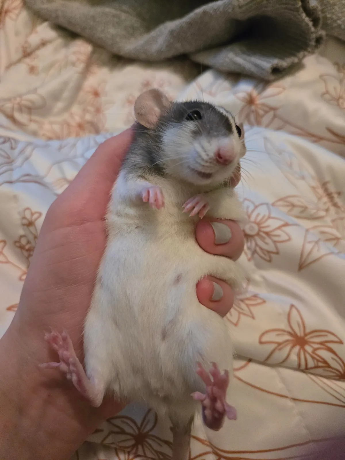 Olive likes to lay in my palm now :)