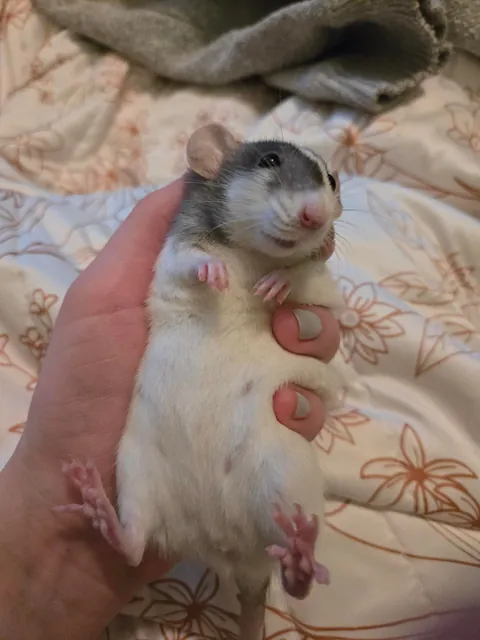 Olive likes to lay in my palm now :)