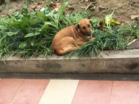 Please help identify this plant! It is killing my whole garden