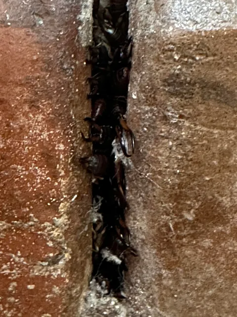 Mom found this crack in our house…