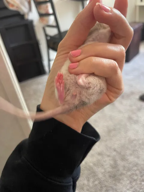 Please tell me this is a male rat…