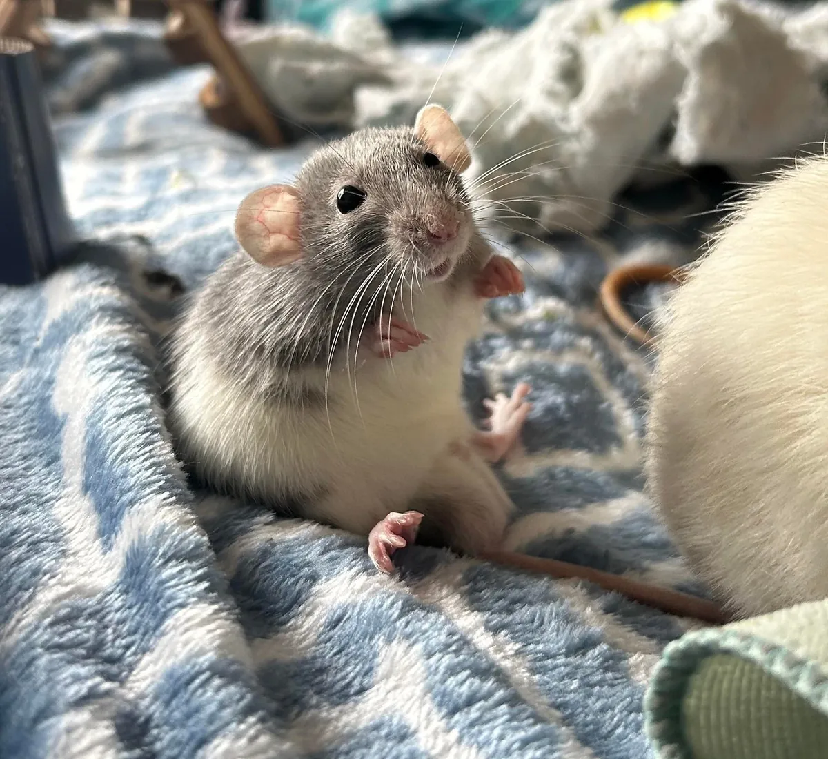 Meet our new dwarf babies Pip and Beans (respectively)