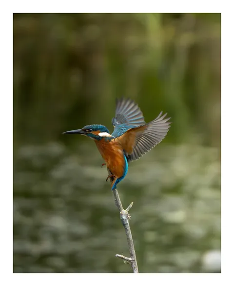ITAP of a Kingfisher