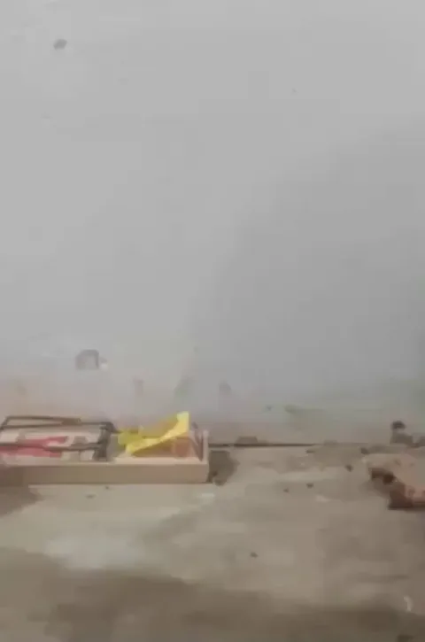 Rat using a pencil to activate the trap and get the food