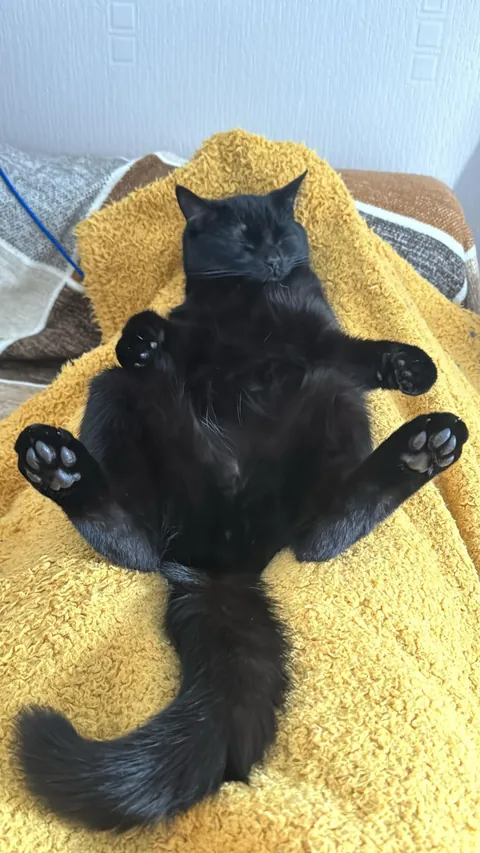 To Pet or Not to Pet?