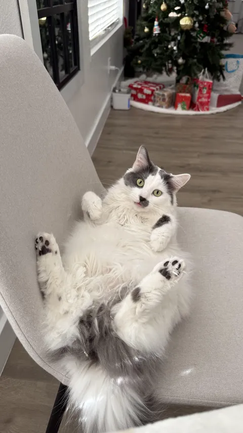 The “aggressive” cat from the shelter that we were discouraged from adopting is clearly… a monster