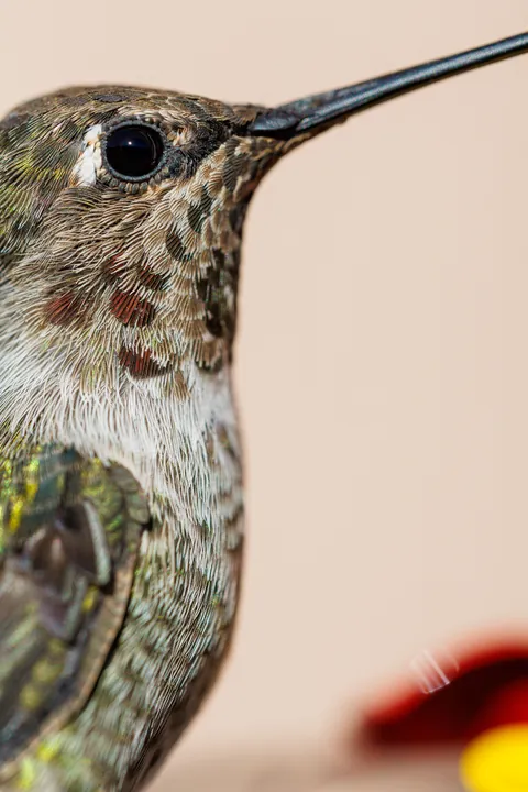 ITAP of a close-up hummingbird