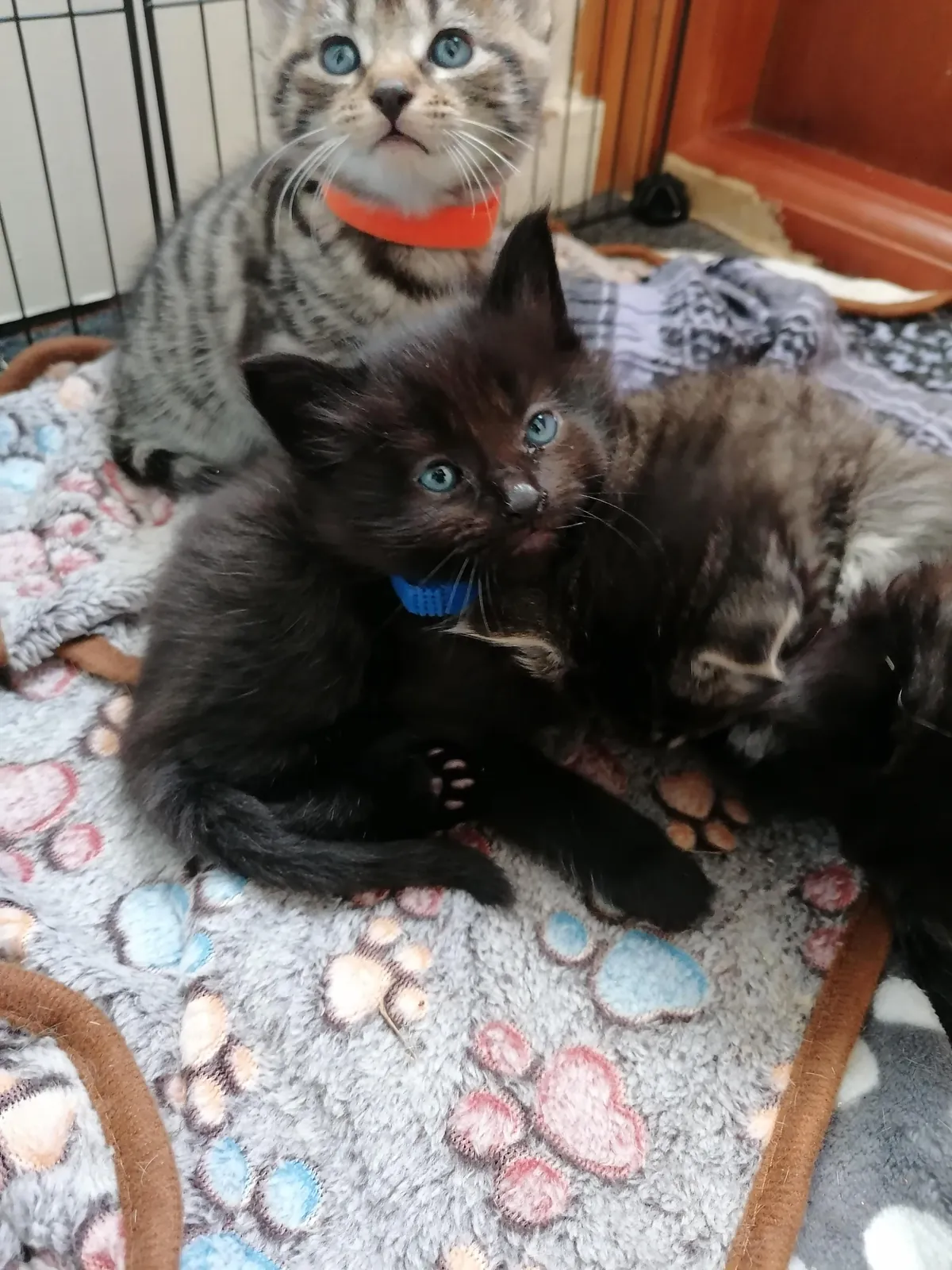 My new kitten, Petrus, sure is a character