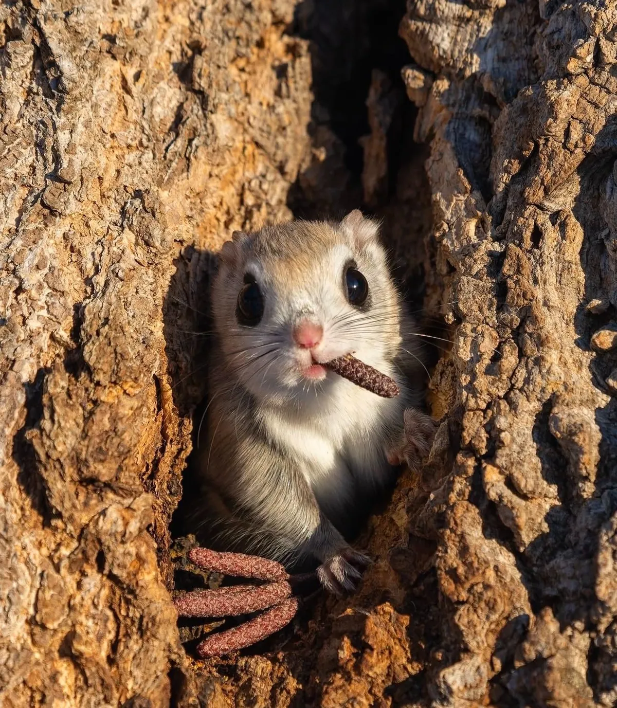 🔥 The Nikon Comedy Wildlife Awards 2024