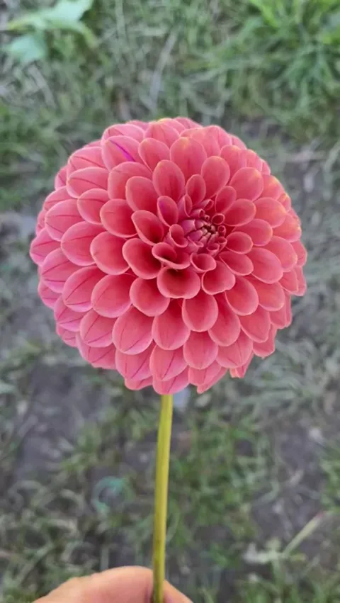 I give you Rose Toscano. Perfection….