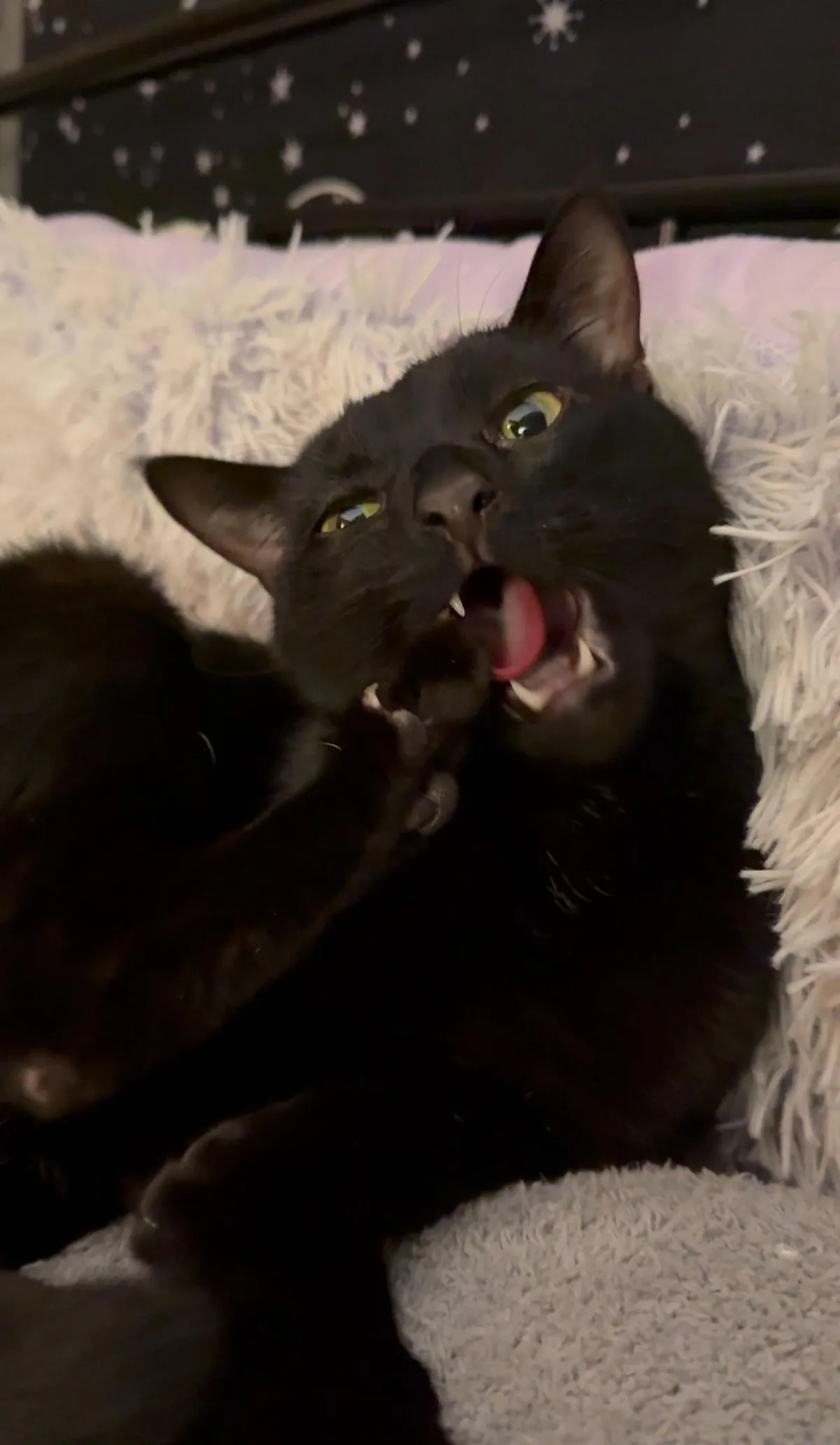 my very un-photogenic squidward