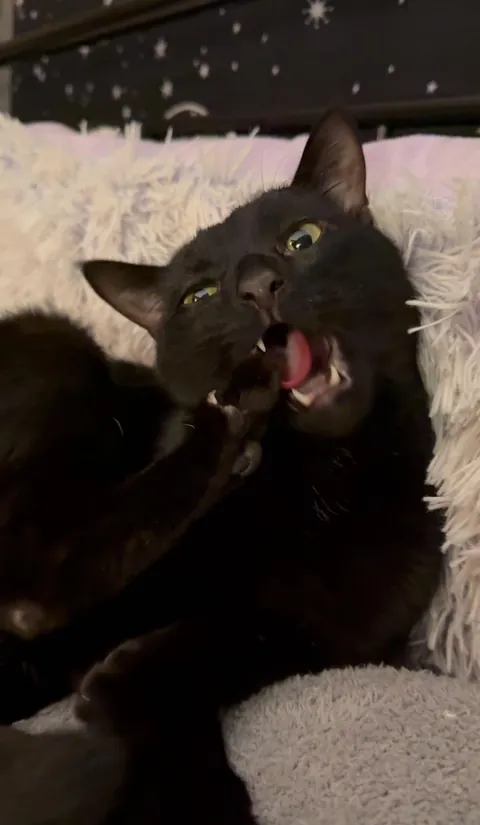 my very un-photogenic squidward