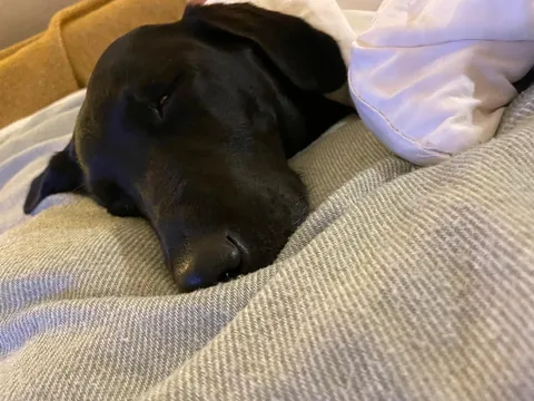 My sister hosted a sleepover with our dog