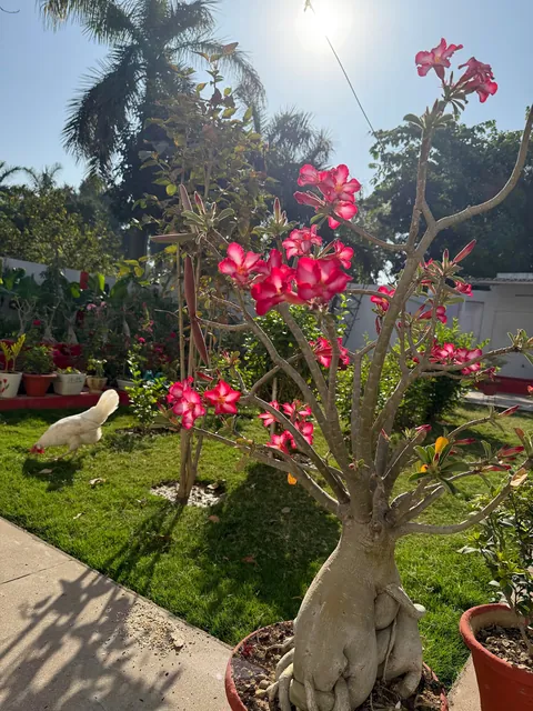 My mom’s desert rose she couldn’t show at an exhibition (bc it wasn’t blooming at the time)