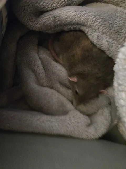 Jimily and his 3hours long naps on the couch! (Of course in his favorite blanket)
