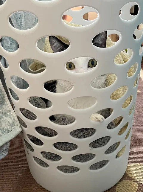 He thinks he's helping me fold towels