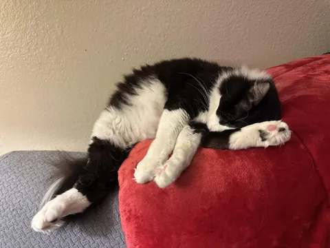 Not sure how he can sleep like this🤔 