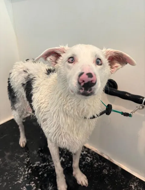 Somebody’s not a fan of bath time 🐄