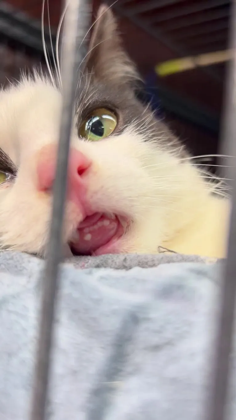 This is Dom. He is named Dom because the only way they could lure him out of hiding was with a Domino’s Pizza. Story in comments.