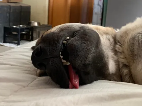 My derpy sleeping princess