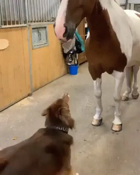 Let me show you how it feels to be petted.