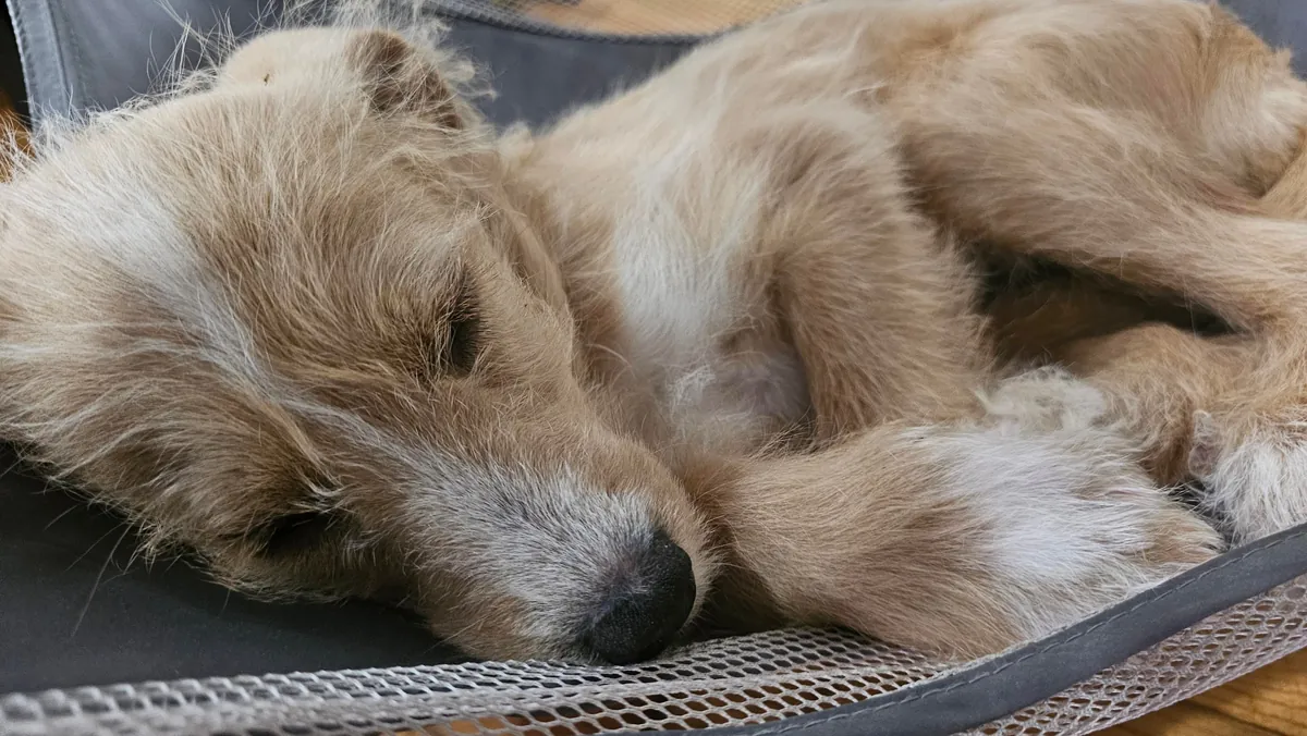 Our Skye puppers🥰