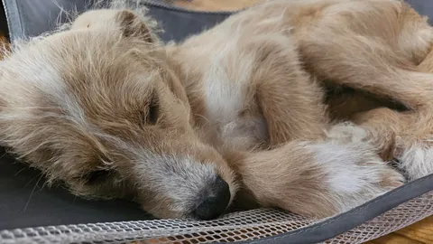 Our Skye puppers🥰