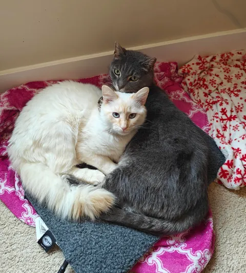 Adopters keep asking to split up bonded pair 