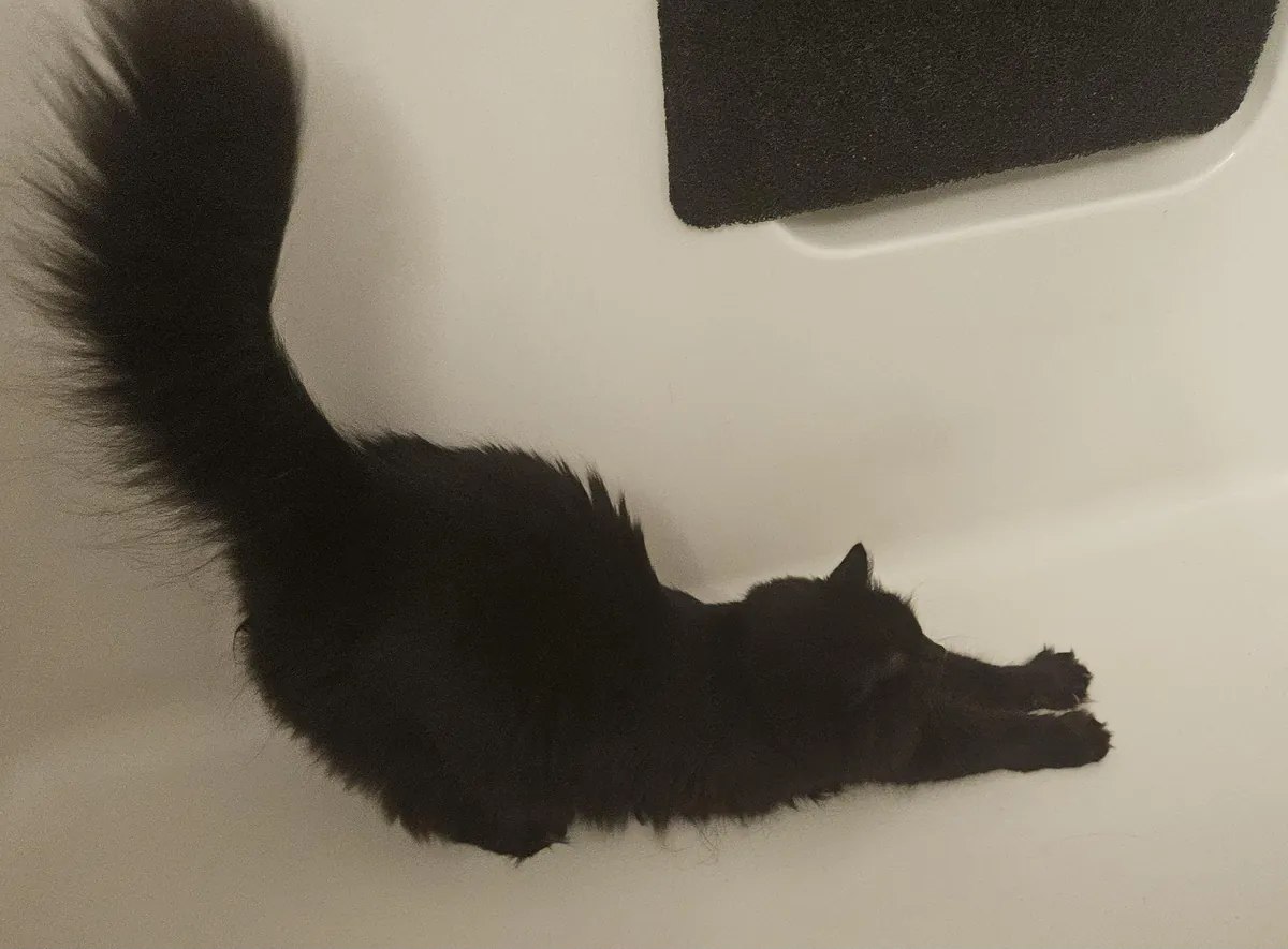 Pazuzu showing off her biiiiig stretch