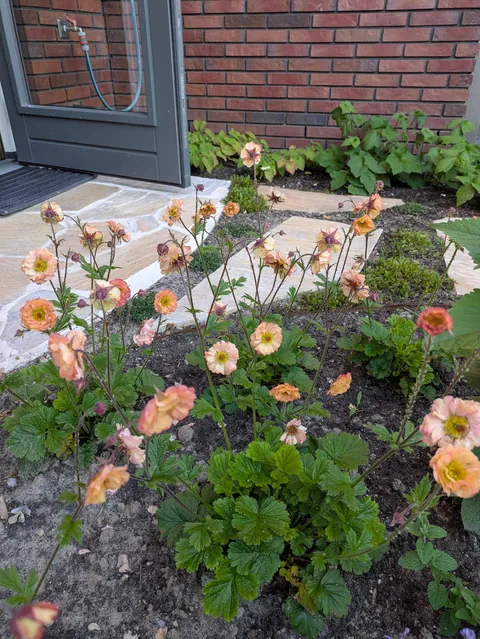 The first season of my flower garden