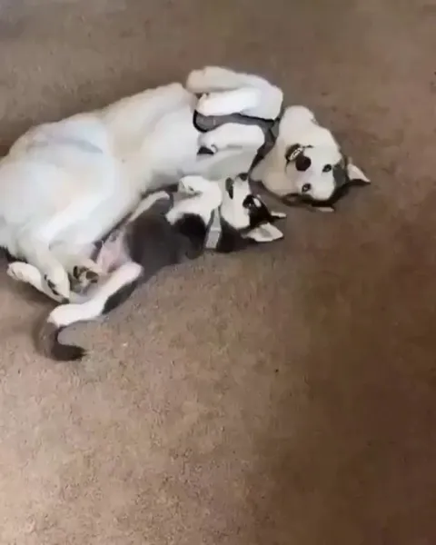 It runs in their family