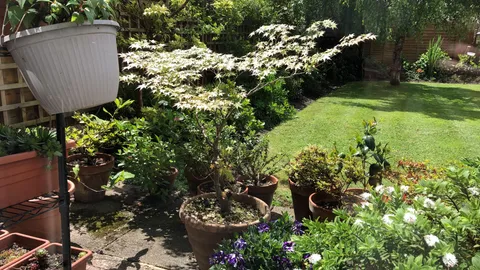 My neighbour gifted me this acer to remember her by. She’s gone into care at 93. 