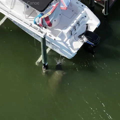 🔥 Thirsty Manatee drinking fresh water as a guy rinses his boat off near St Pete, Florida.
