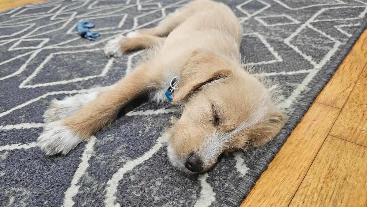 Our Skye puppers🥰