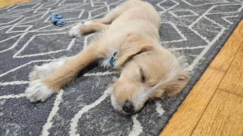 Our Skye puppers🥰