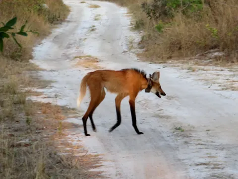 🔥 I observed a maned wolf today with Oncafari in Cerrado, Brazil