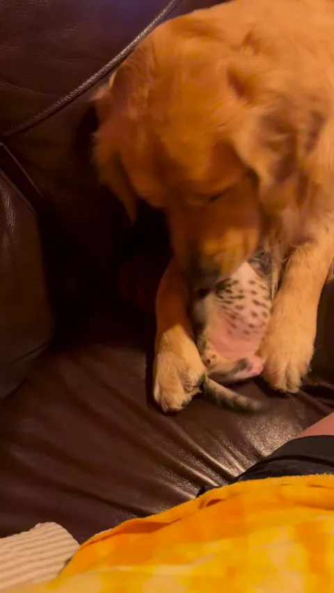 My dog has helped raise my foster kitten Ian, since Ian was 2 days old. Today we celebrate Ian being 6 weeks old! It’s been a difficult journey to get here but I’m so proud of this little kitten.