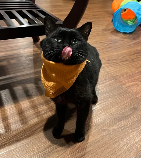 This sweet boy showed up at our house two weeks ago. 