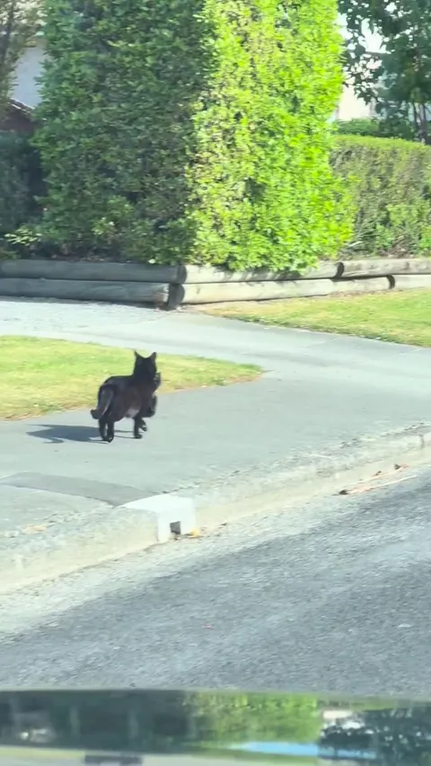 The cutest thing I’ve ever seen IRL.