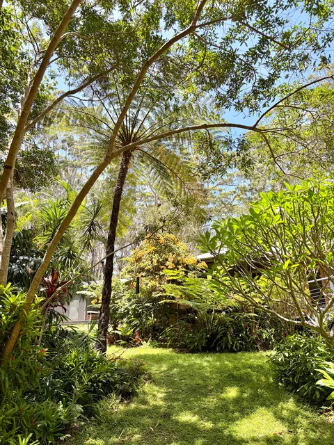 A quick dose of green from my garden for those up north who might be missing it. Arakoon, Australia