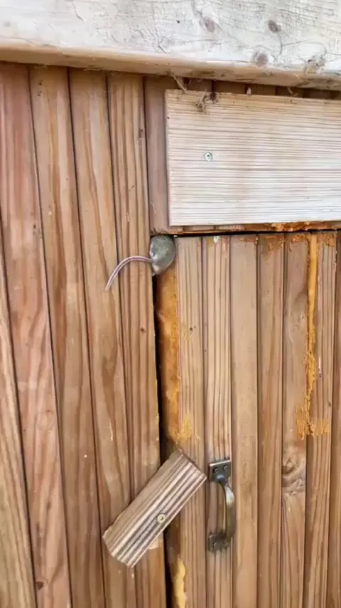 Serious question but what's the survival strategy of this move? Can it even see?