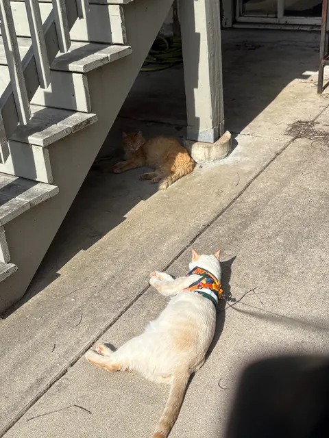 Took in a feral and now I'm caring for a litter of Kittens