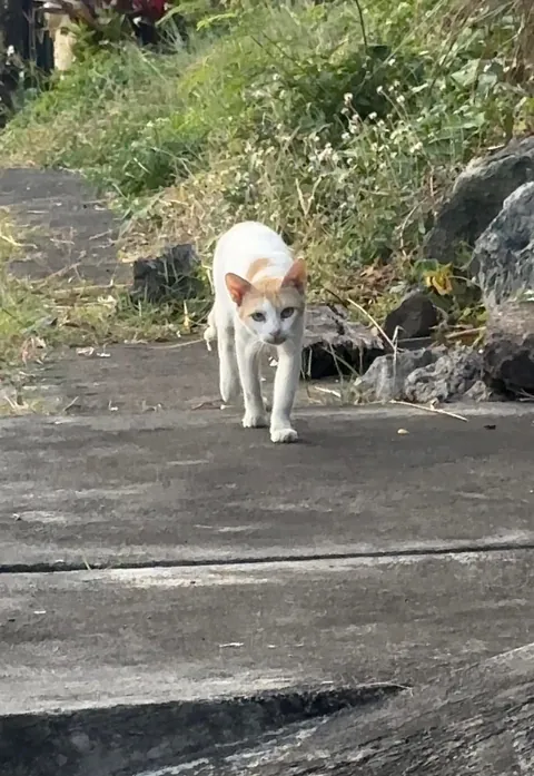 our cat died the other day and a similar looking cat showed up a day later
