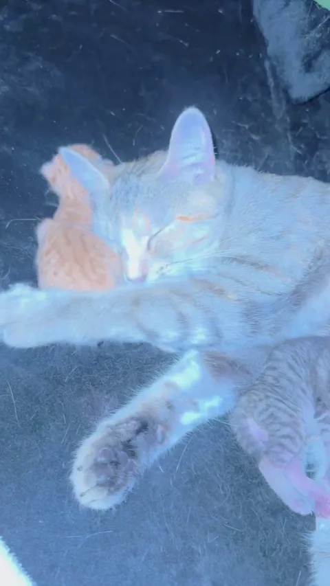 New Mom “Candy Girl” with Kittens 