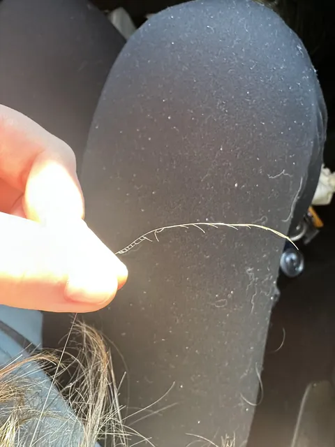 Insane split end I found in my hair