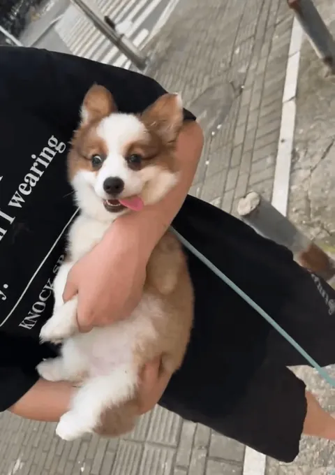 Just took my pup out for a walk. Started off running happily… five minutes later, he plopped down on the ground and refused to move. Ended up carrying him home.