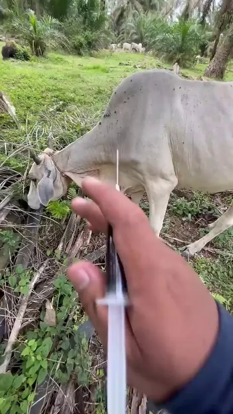 The Cow Didn't Even Feel That Huge Injection - Amazing Way To Take Care of The Animals
