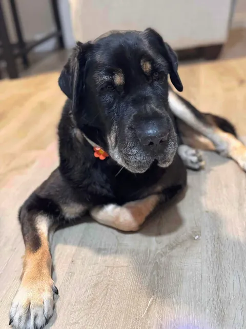 Came across a dog who was in the shelter, turns out it's my dog’s sister! Now they are inseparable! (Swipe!)(OC)