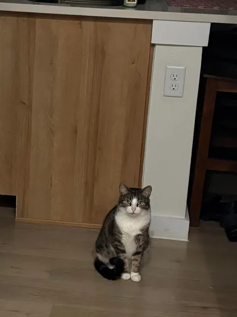 why does my cat just stare at me